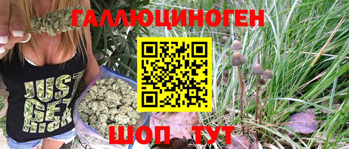 Псилоцибиновые грибы Psilocybine cubensis Узловая